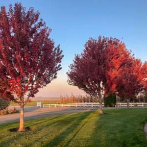 Acer rubrum ‘Brandywine’