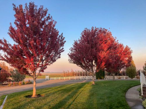 Acer rubrum ‘Brandywine’