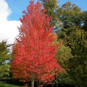 Acer rubrum ‘Columnare’