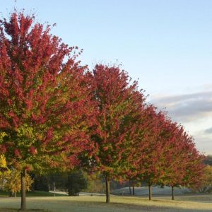 Acer rubrum ‘Jeffersred’