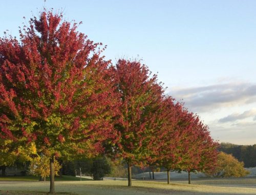Acer rubrum ‘Jeffersred’