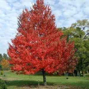Acer rubrum ‘Red Sunset’
