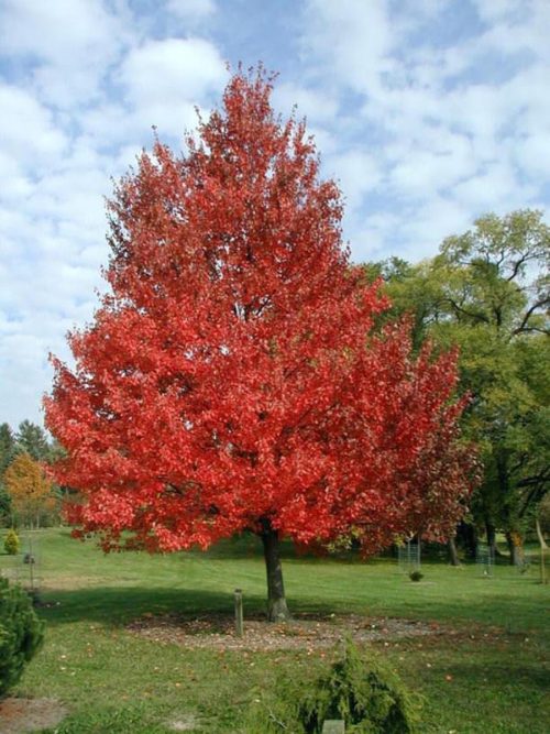 Acer rubrum ‘Red Sunset’