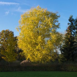 Acer saccharinum