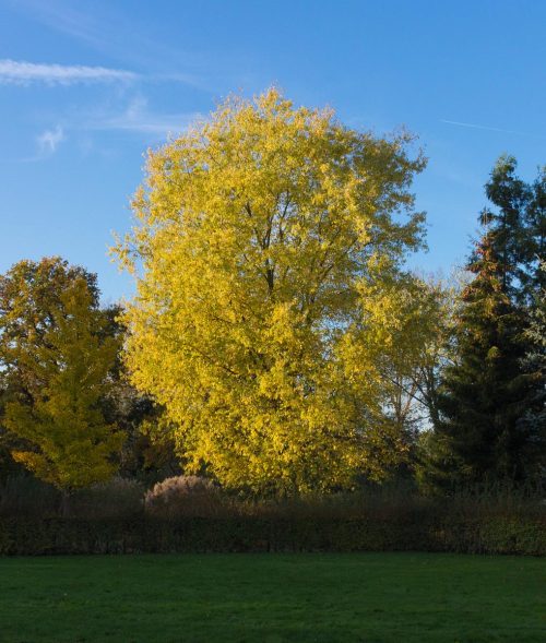 Acer saccharinum