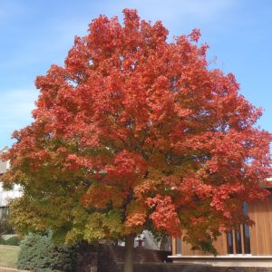 Acer saccharum