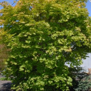 Acer shirasawanum ‘Autumn Moon’
