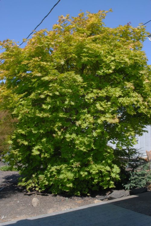 Acer shirasawanum ‘Autumn Moon’