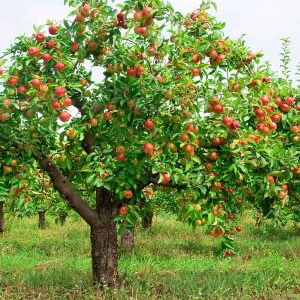 Apple tree
