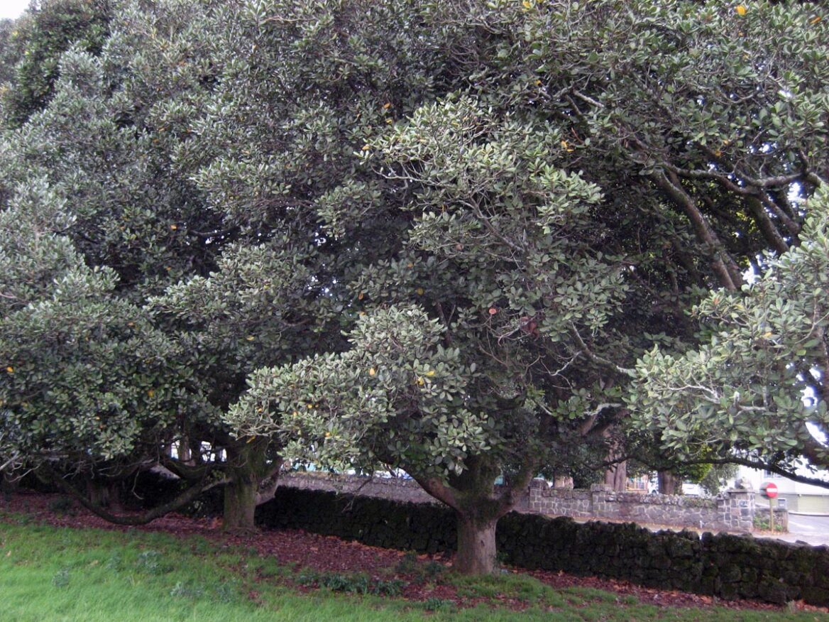 Beilschmiedia tarairi