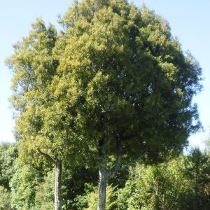Beilschmiedia tawa