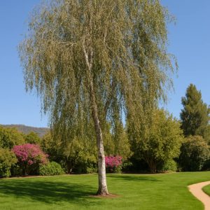 Betula pendula- Silver Birch