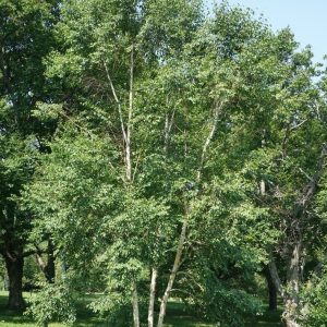 Betula costata