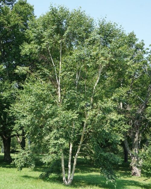 Betula costata