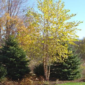 Betula nigra
