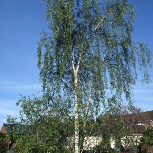 Betula pendula ‘Dalecarlica’