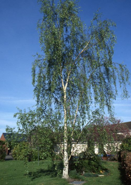 Betula pendula ‘Dalecarlica’
