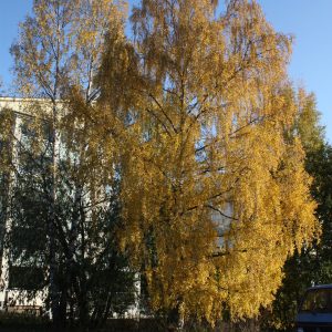 Betula pendula ‘Wade’s Gold’
