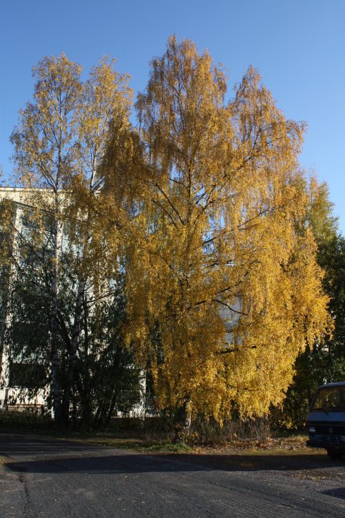 Betula pendula ‘Wade’s Gold’