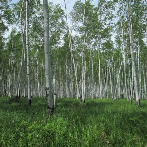 Betula platyphylla var. japonica