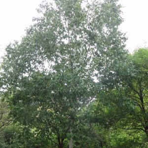 Betula utilis subsp. jacquemontii ‘Dazzler’