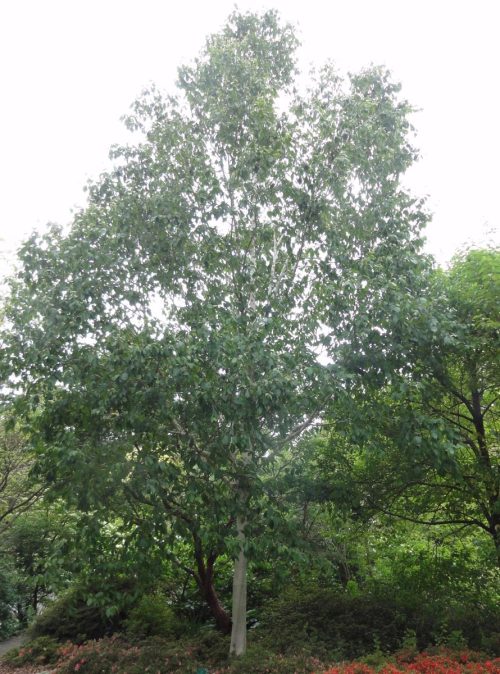 Betula utilis subsp. jacquemontii ‘Dazzler’