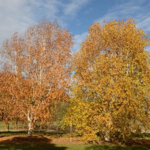 Betula utilis subsp. jacquemontii ‘Jermyns’