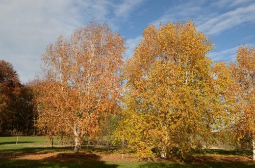 Betula utilis subsp. jacquemontii ‘Jermyns’