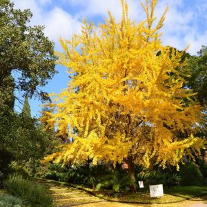 Ginkgo biloba ‘Autumn Gold’