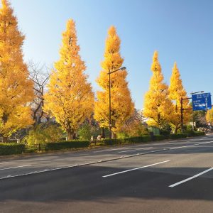 Ginkgo biloba ‘Fastigiata’