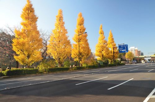 Ginkgo biloba ‘Fastigiata’