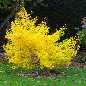 Ginkgo biloba ‘Jade Butterflies’