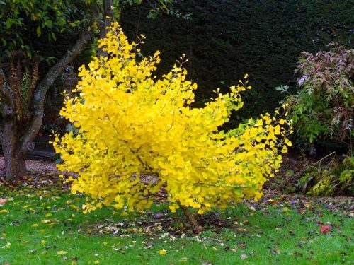 Ginkgo biloba ‘Jade Butterflies’