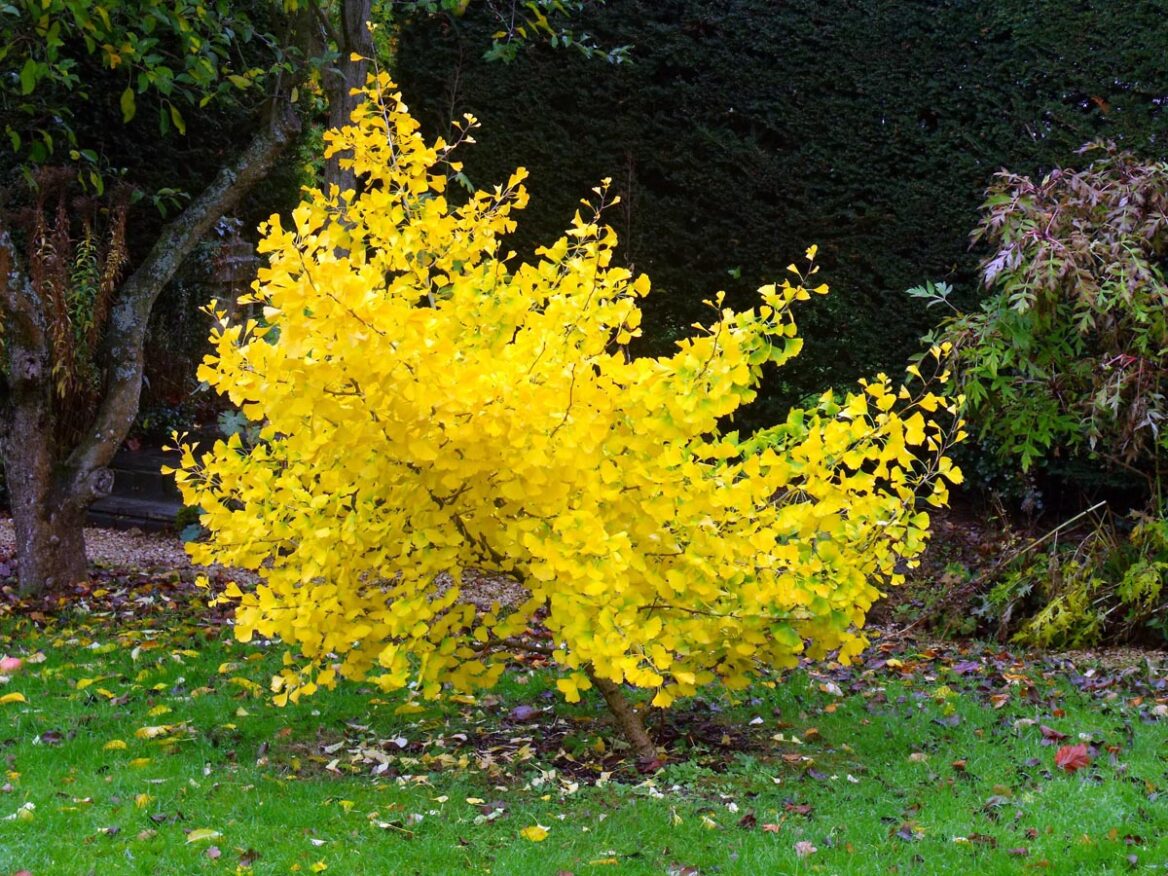 Ginkgo biloba ‘Jade Butterflies’