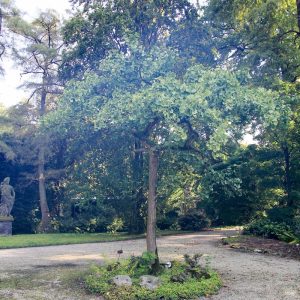 Ginkgo biloba ‘Little Weeper’