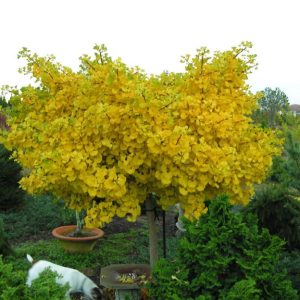 Ginkgo biloba ‘Ming Princess’