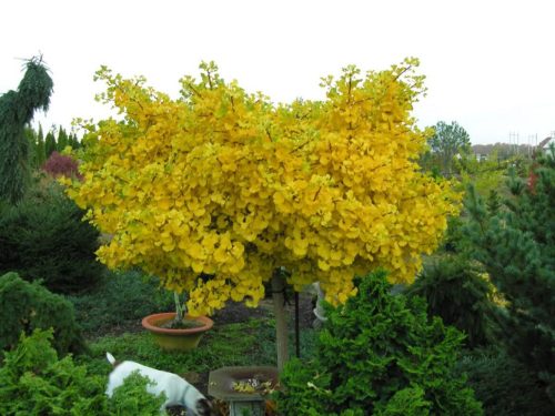 Ginkgo biloba ‘Ming Princess’