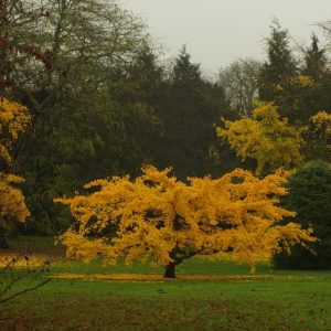 Ginkgo biloba ‘Pendula’