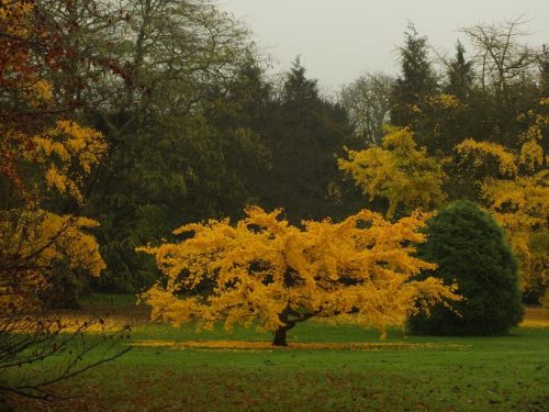 Ginkgo biloba ‘Pendula’