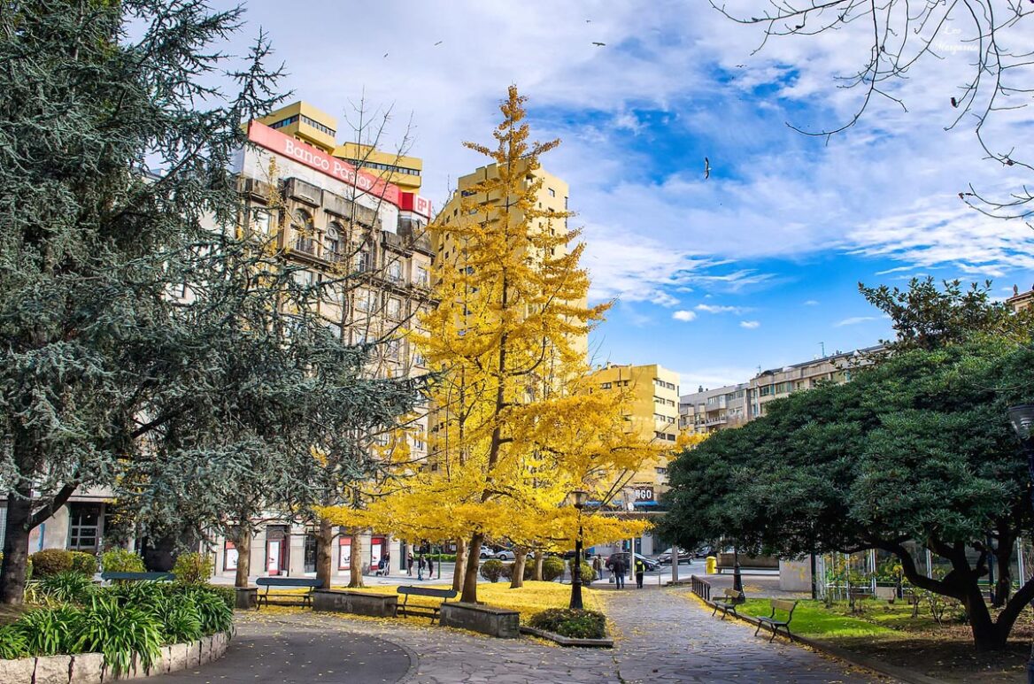 Ginkgo biloba ‘Saratoga’
