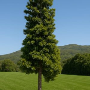 Agathis australis- Kauri