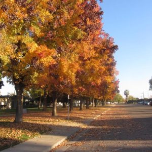 Liquidambar styraciflua