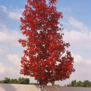Liquidambar styraciflua ‘Burgundy’