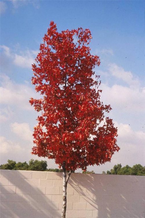 Liquidambar styraciflua ‘Burgundy’