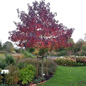 Liquidambar styraciflua ‘Worplesdon’