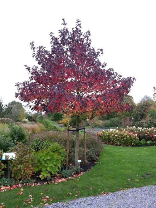 Liquidambar styraciflua ‘Worplesdon’