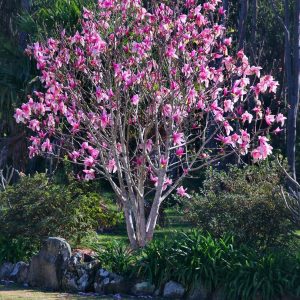 Magnolia ‘Star Wars’