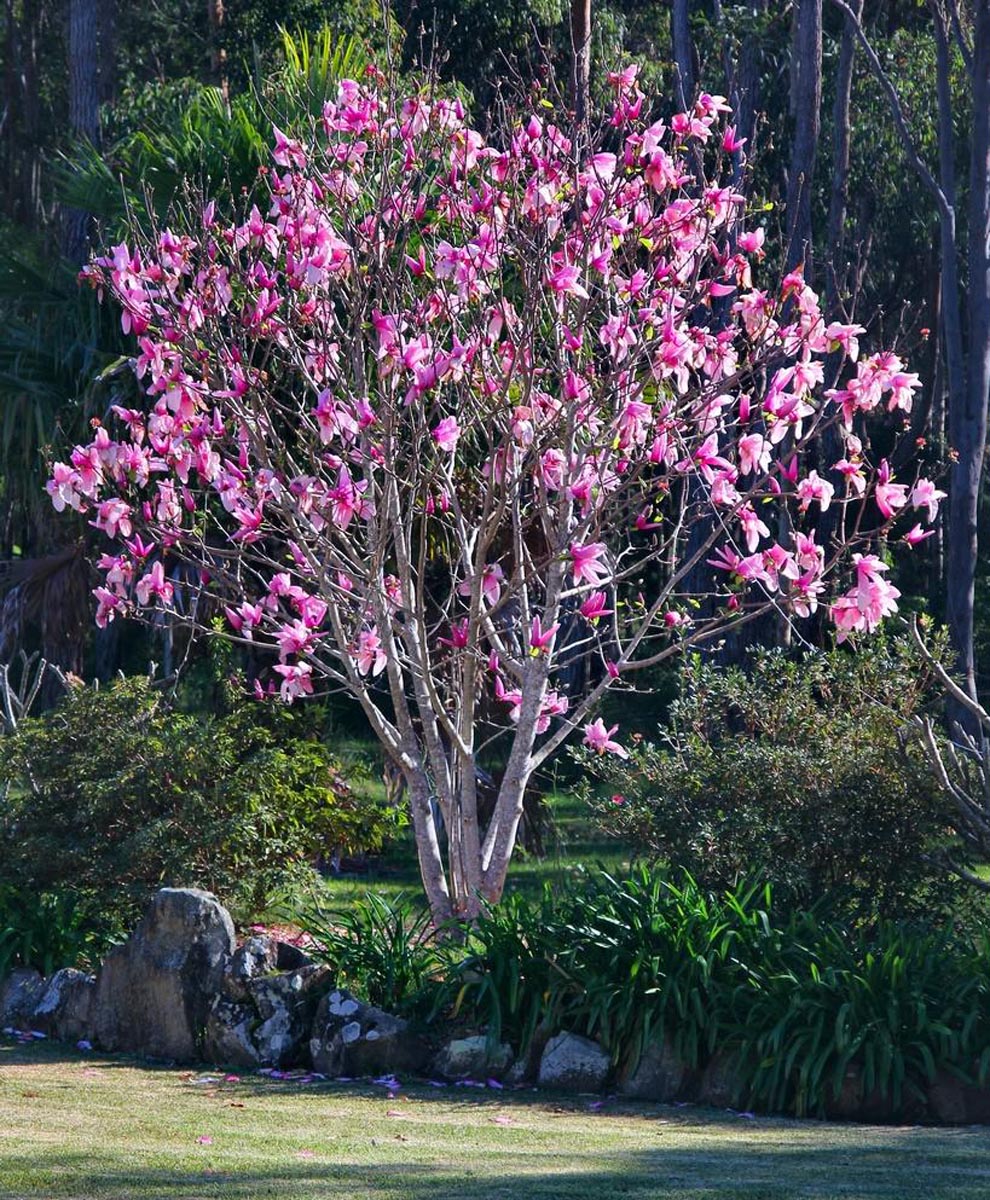 Magnolia ‘Star Wars’