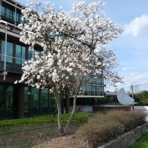 Magnolia stellata