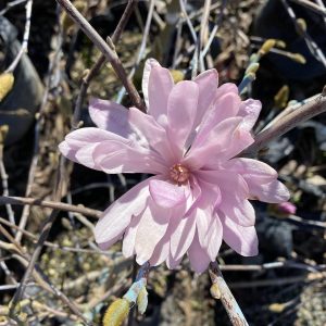 Magnolia stellata ‘Jane Platt’
